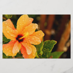 Papelería Hibiscus