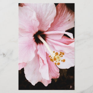 Papelería Hibiscus