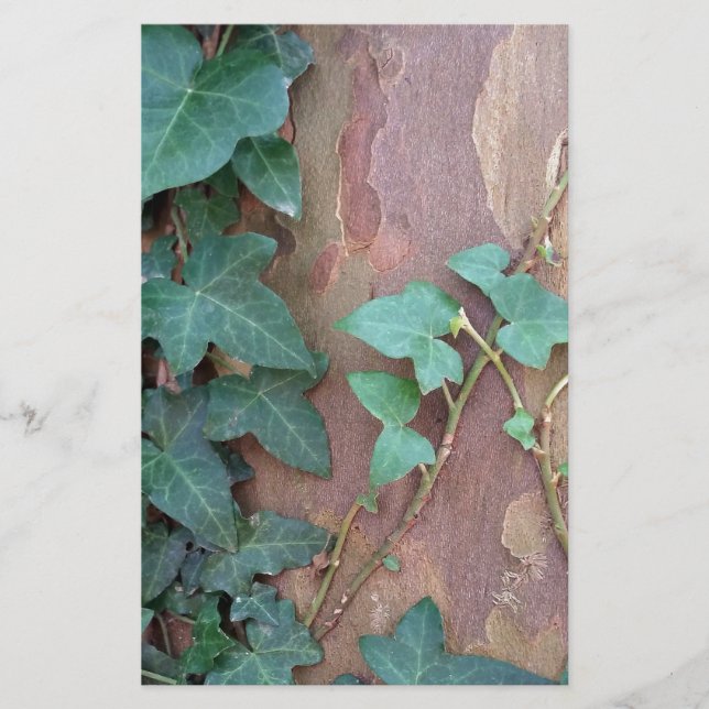 Papelería hiedra en árbol (Anverso)