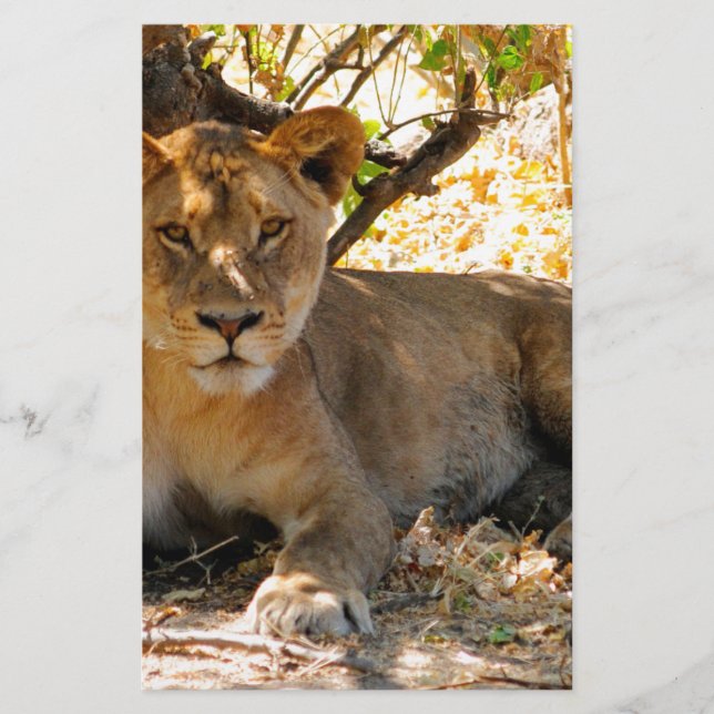 Papelería Hora de Siesta (Anverso)