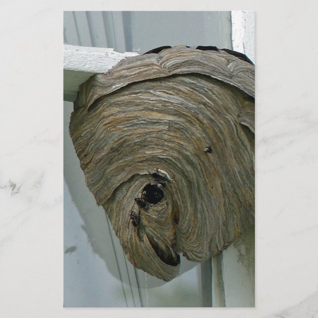 Papelería Hornets Nest (Anverso)