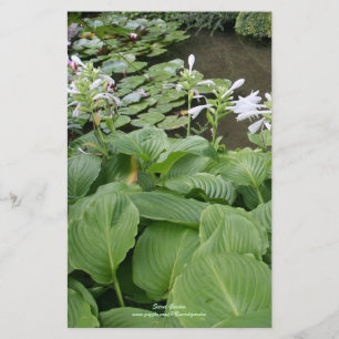 Papelería Hosta en un jardín 2 del zen