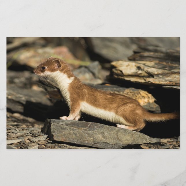 Papelería Hunting Weasel (Anverso)