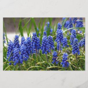 Papelería Hyacinth de uva