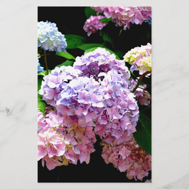 Papelería Hydrangea garden rosa floral azul violeta floral (Anverso)