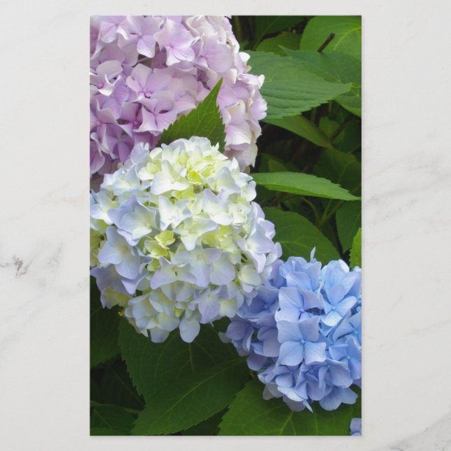 Papelería Hydrangeas (Anverso)