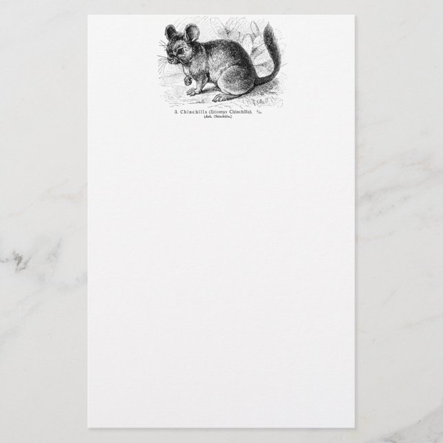 Papelería Ilustracion de las chinchillas de la chinchilla de (Anverso)