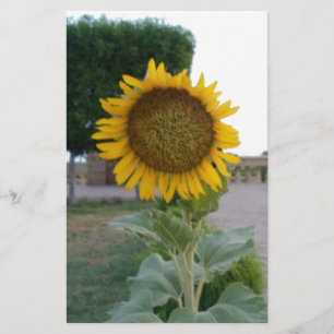 Papelería Impresión de arte de girasol