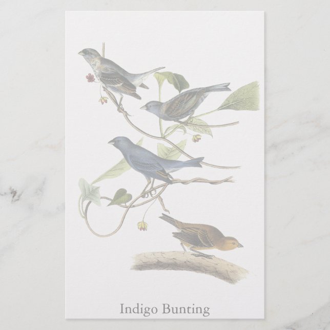 Papelería Impresión de Bunting Audubon Indigo (Anverso)