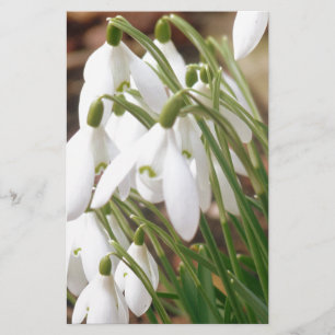 Papelería Impresionantes Snowdrop