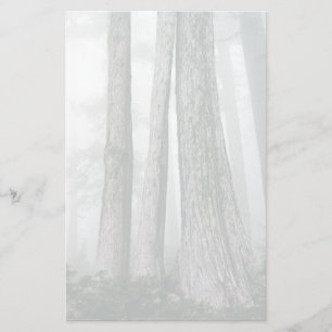 Papelería Invocar el bosque