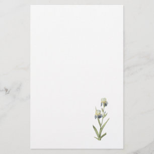 Papelería iris Anciano-perfumado (sambucina del iris) por