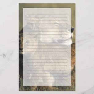 Papelería Kenia, Reserva de caza Masai Mara, Leona