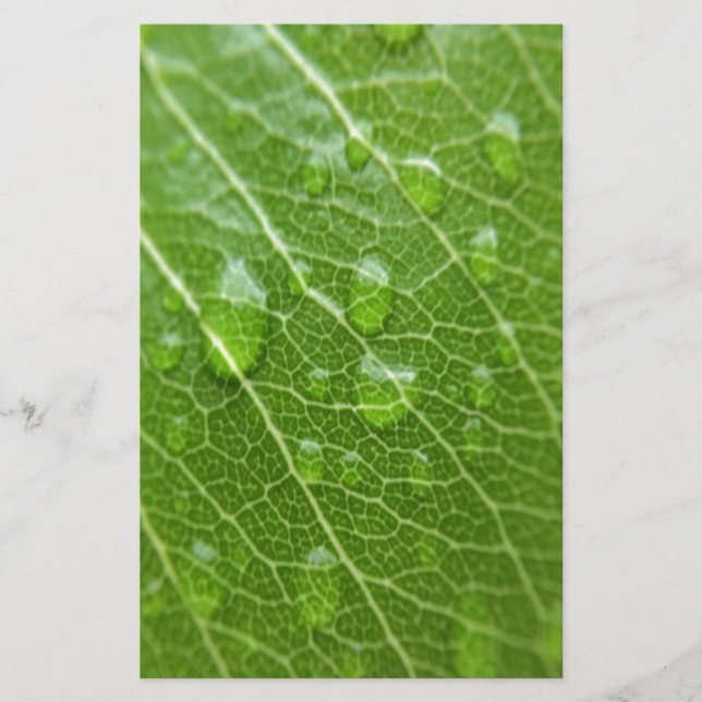 Papelería Leaf verde (Anverso)