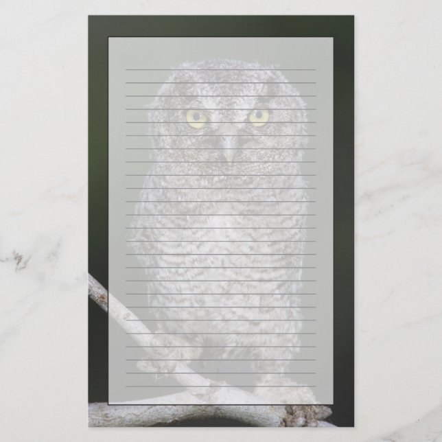 Papelería Lechuza-Grito Oriental, Megascop asio, Otus 2 (Anverso)