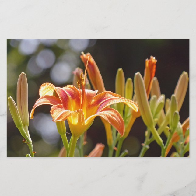 Papelería Lilies al sol (Anverso)