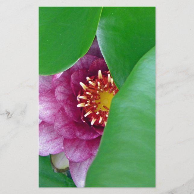 Papelería Lirio de agua rosa (Anverso)