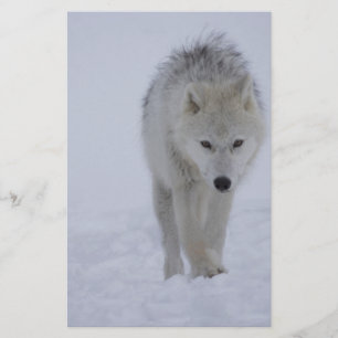 Papelería Lobo ártico