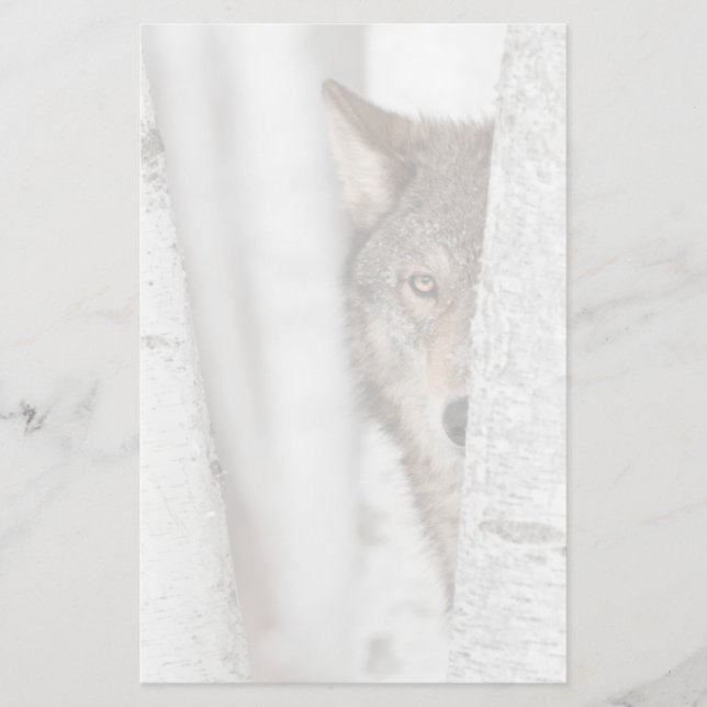 Papelería Lobo gris (lupus de Canis) detrás del árbol (Anverso)