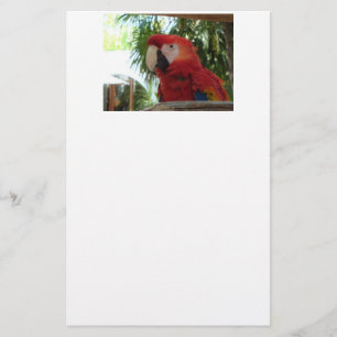 Papelería Loro rojo bonito
