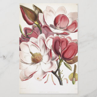Papelería Magnolia magnífica