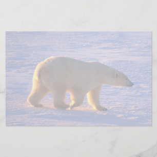 Papelería Mañana del oso polar