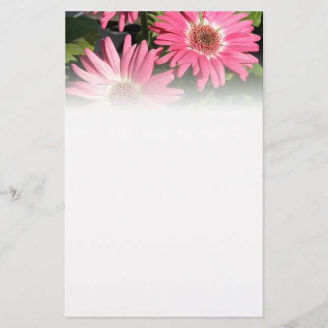 Papelería Margarita rosada del Gerbera (Anverso)