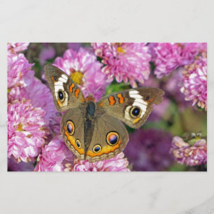 Papelería Mariposa de Buckeye común
