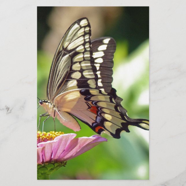 Papelería Mariposa Gigante (Anverso)