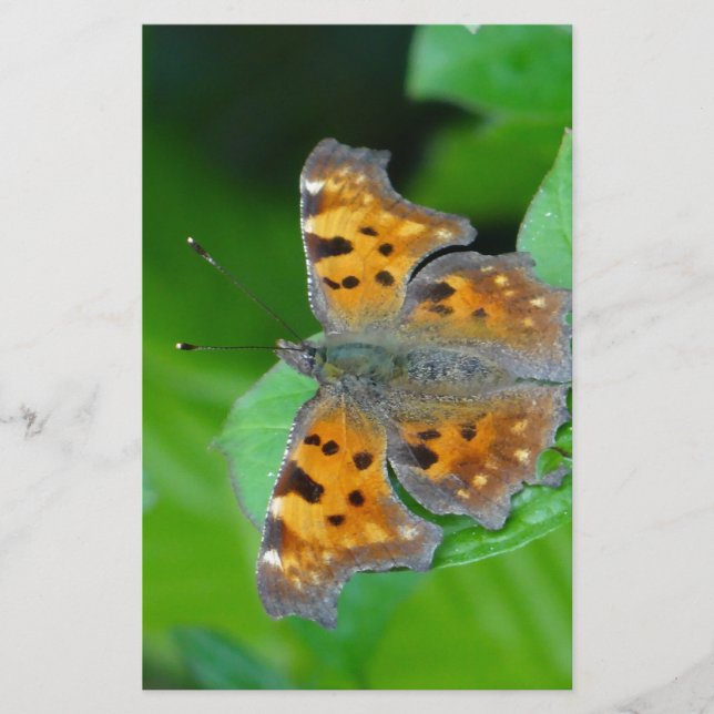 Papelería mariposa naranja (Anverso)