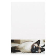 Mascota de gato siamés