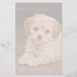 Papelería Mezcla del caniche del bebé o perro de perrito