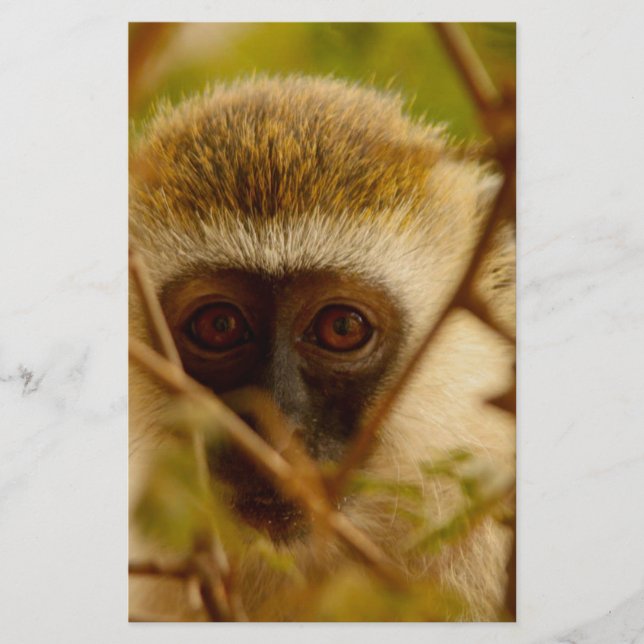 Papelería Mono Cheeky. (Anverso)