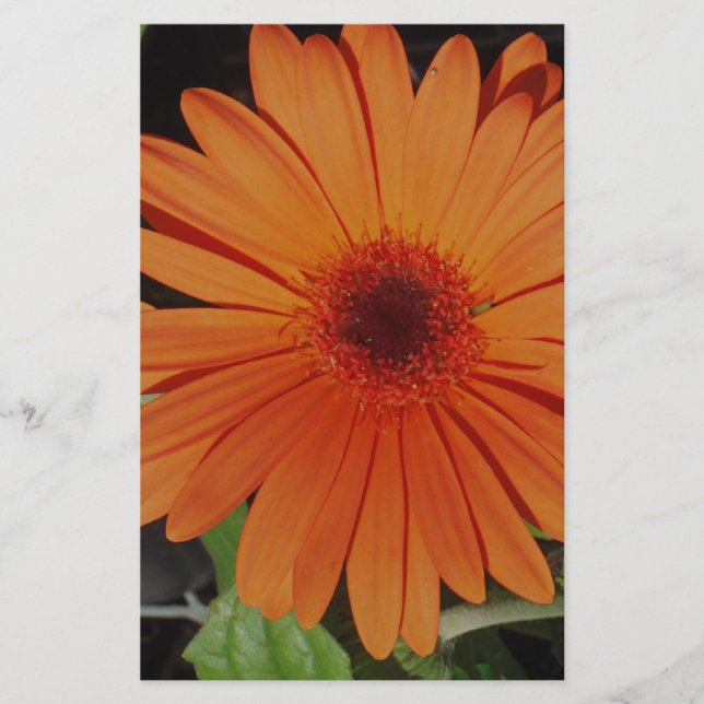 Papelería Naranja Gerber gerbera Daisy daisie (Anverso)