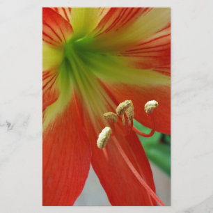 Papelería naranja lily