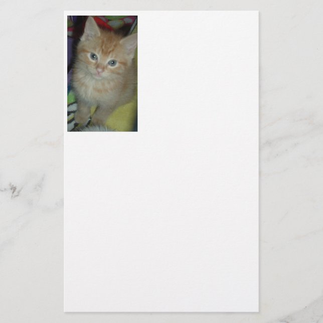 Papelería Naranja Tabby Cat (Anverso)