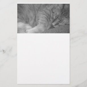 Papelería Naranja Tabby Cat/Black & White Photography