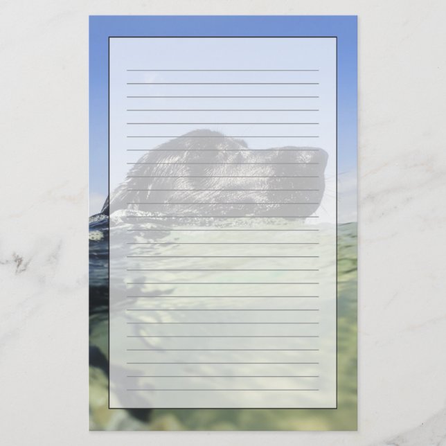 Papelería Natación del perro en agua (Anverso)