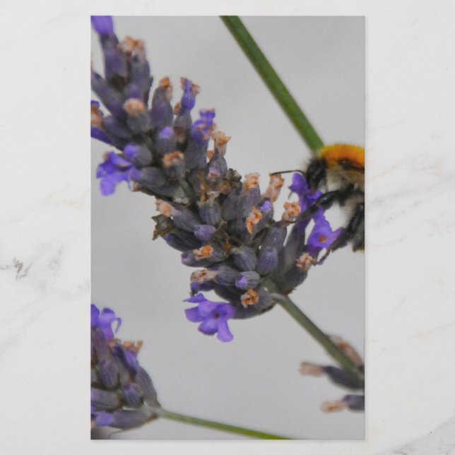 Papelería Naturas trabajadores maravillosos (Anverso)