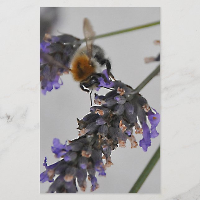 Papelería Naturas trabajadores maravillosos (Anverso)