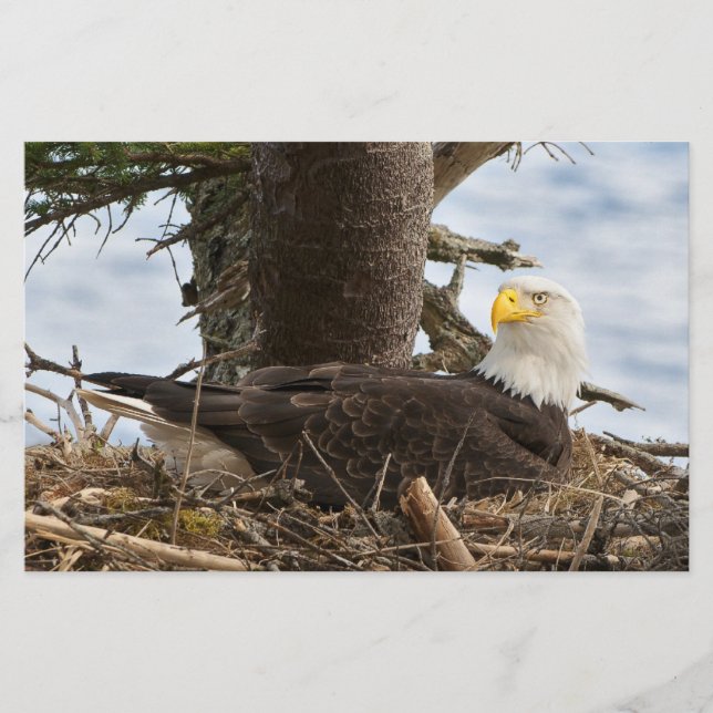 Papelería Nesting Bald Eagle (Anverso)