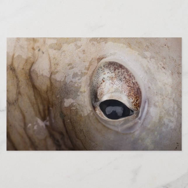 Papelería Octopus Eye (Anverso)
