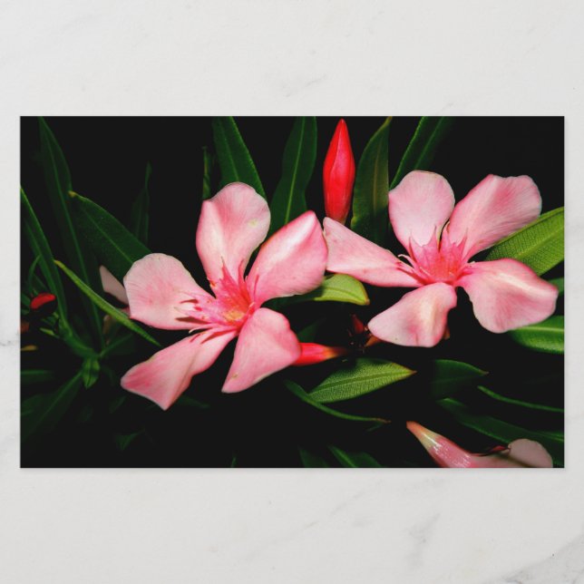 Papelería Oleander (Anverso)