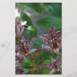 Papelería Orquídea de rayas blancas púrpura como lilo floral