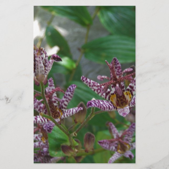 Papelería Orquídea de rayas blancas púrpura como lilo floral (Anverso)