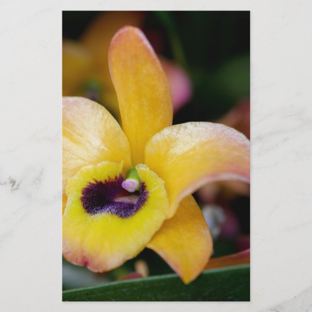Papelería Orquídea del Sol (Anverso)