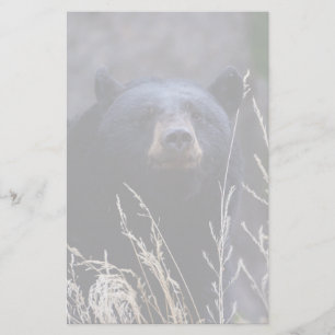 Papelería oso