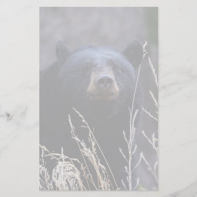 Papelería oso (Anverso)