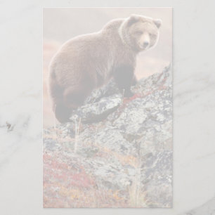 Papelería Oso de Denali Brown