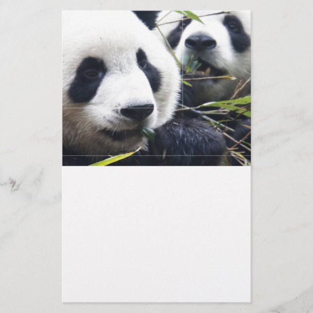 Papelería Osos Panda (Anverso)